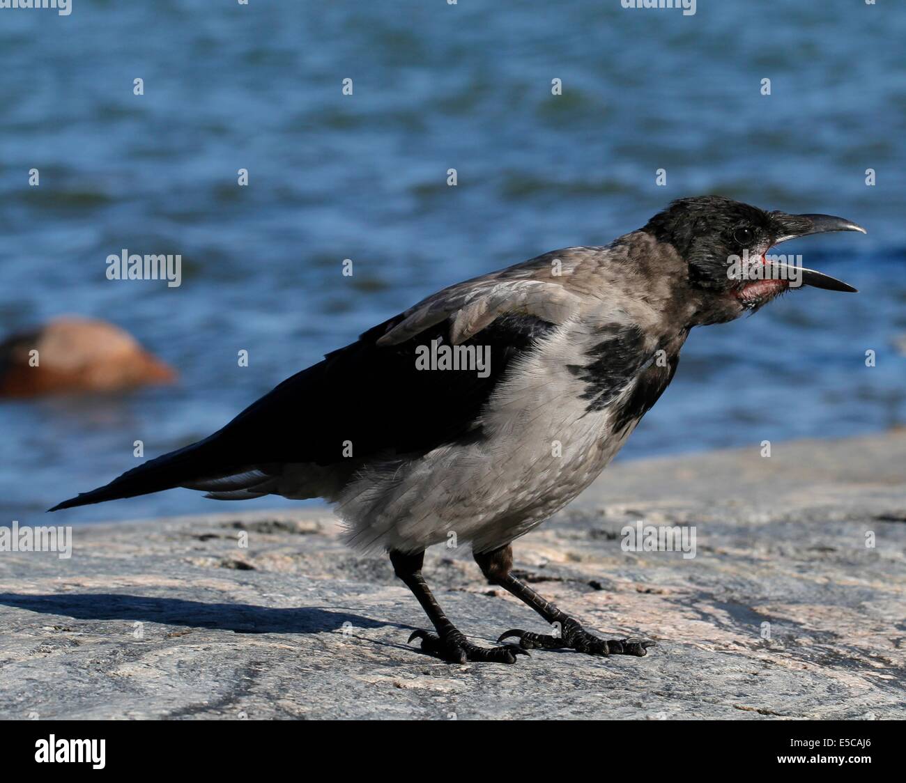 Mit Kapuze Krähe (Corvus Corone Cornix) Quaken an der felsigen Küste auf der Insel Seurasaari in Helsinki, Finnland. Stockfoto