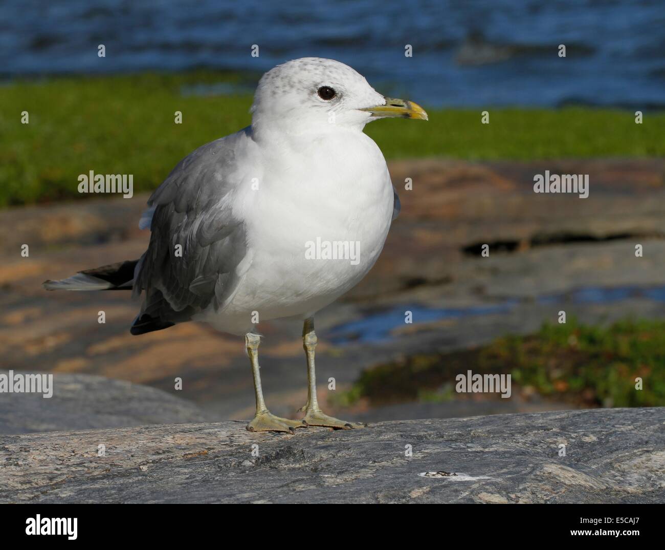 Gemeinsamen Möwe oder Mew Gull (Larus Canus) an der felsigen Küste auf der Insel Seurasaari in Helsinki, Finnland. Stockfoto