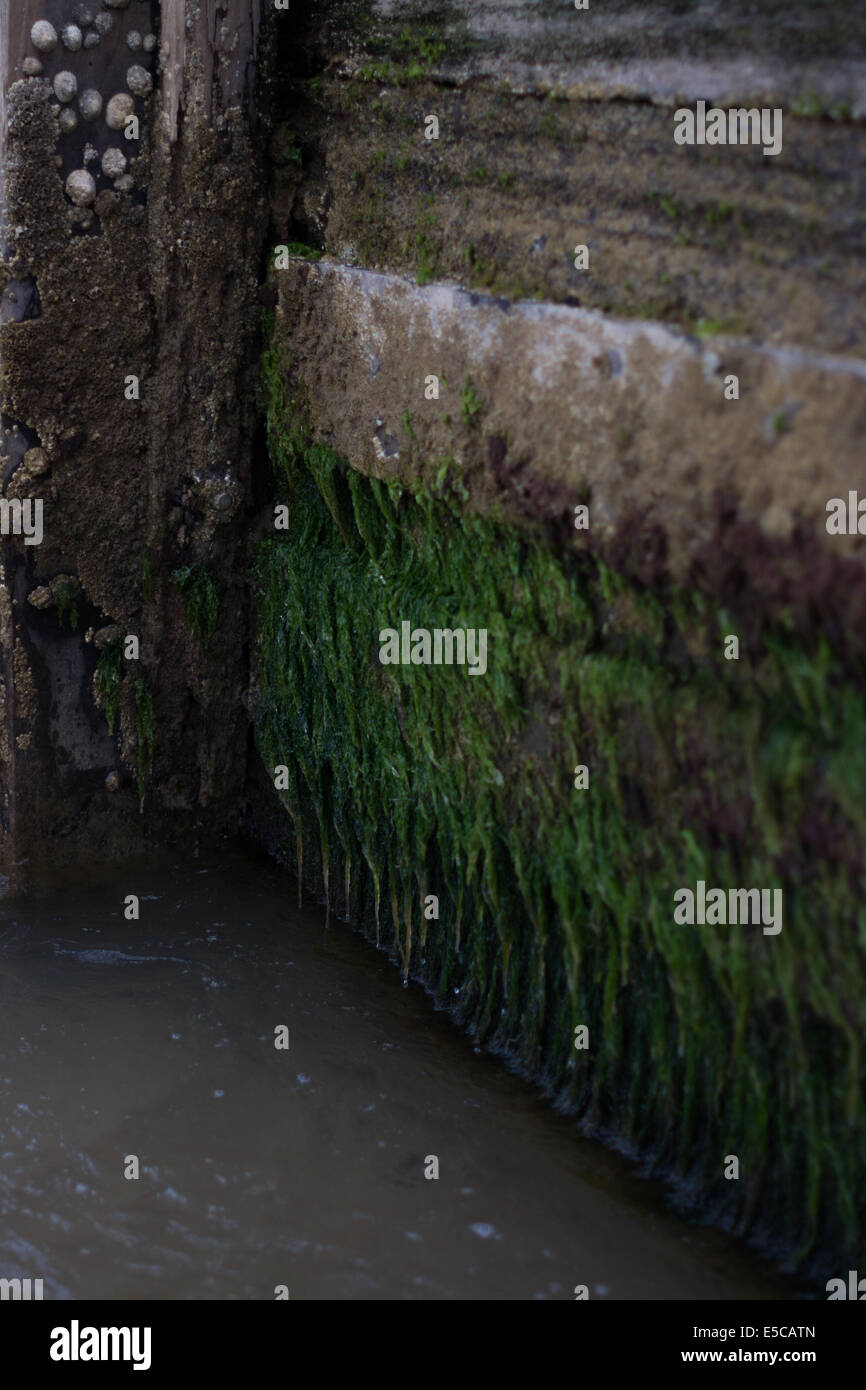 grünes Moos auf der Seite eine Mauer am Strand von bournemouth Stockfoto
