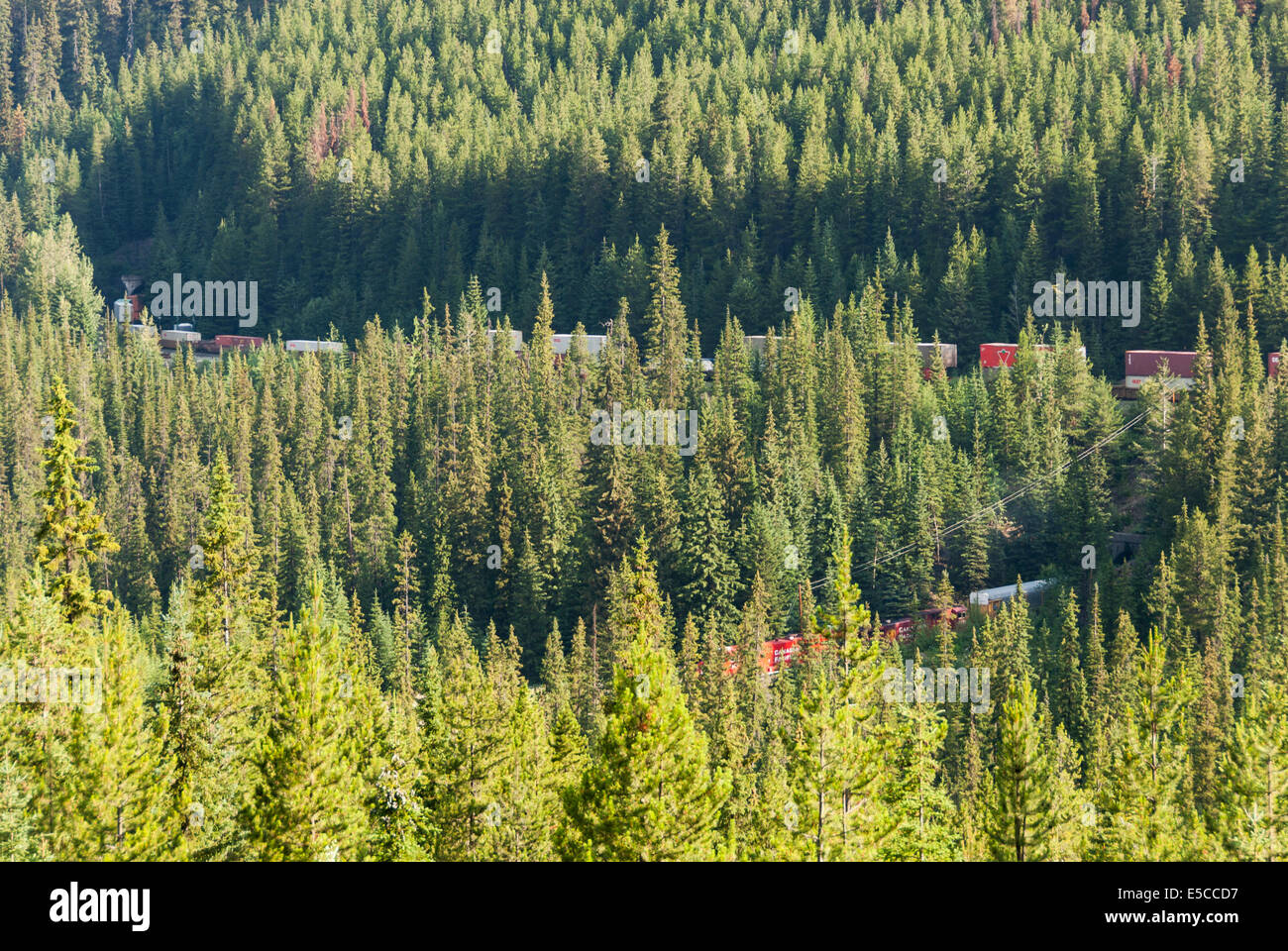 Elk203-2054 Kanada, British Columbia, Yoho-Nationalpark, trainieren in Spiral Tunnels Stockfoto