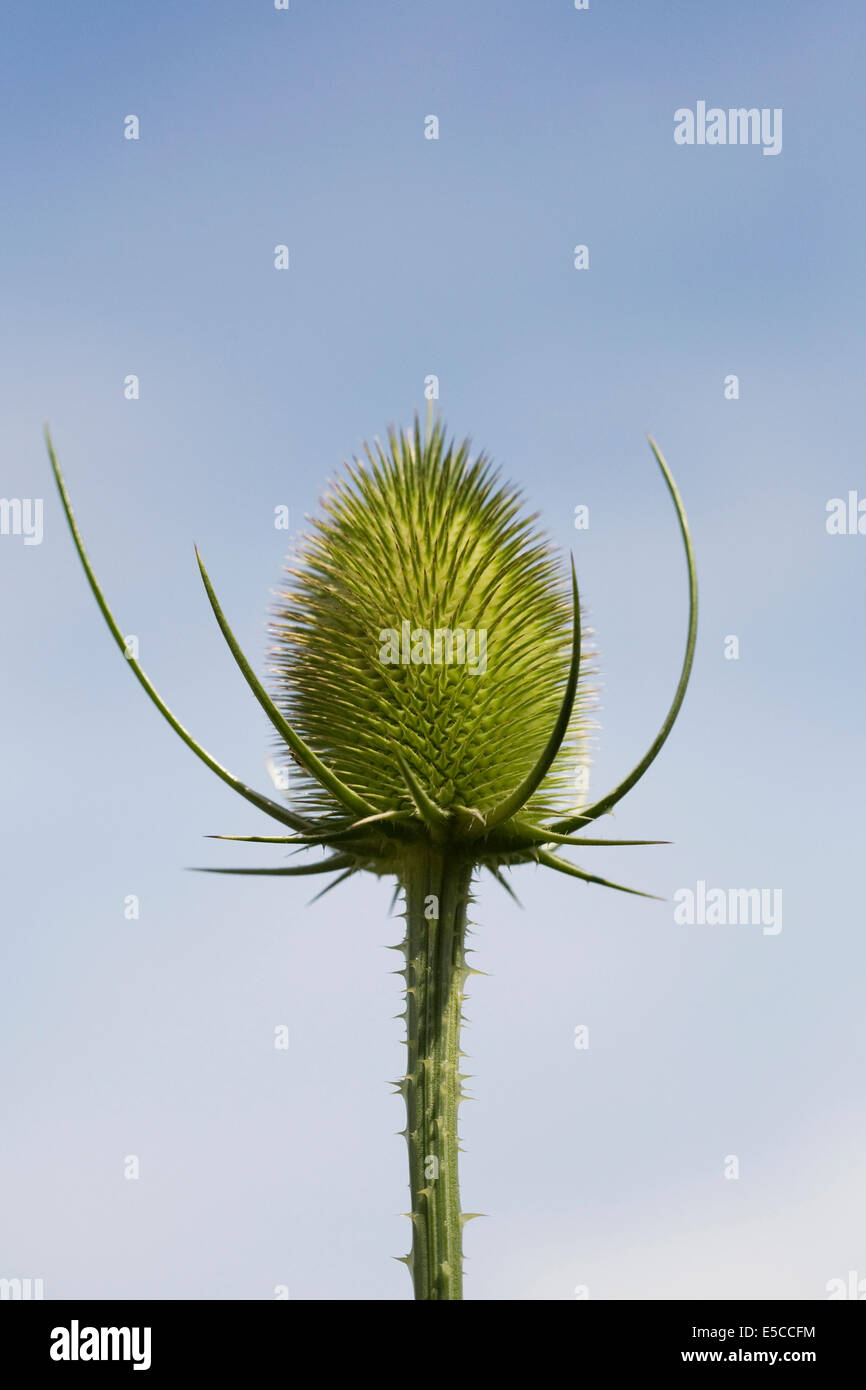 Dipsacus Fullonum. Unreife Seedhead Karde Pflanze vor einem blauen Himmel. Stockfoto