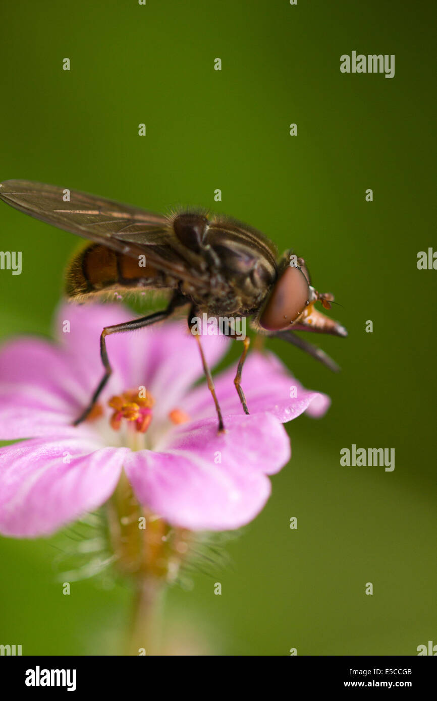 Eine Nahaufnahme Makroaufnahme einer Hover Fly Fütterung auf einer Blume. Stockfoto
