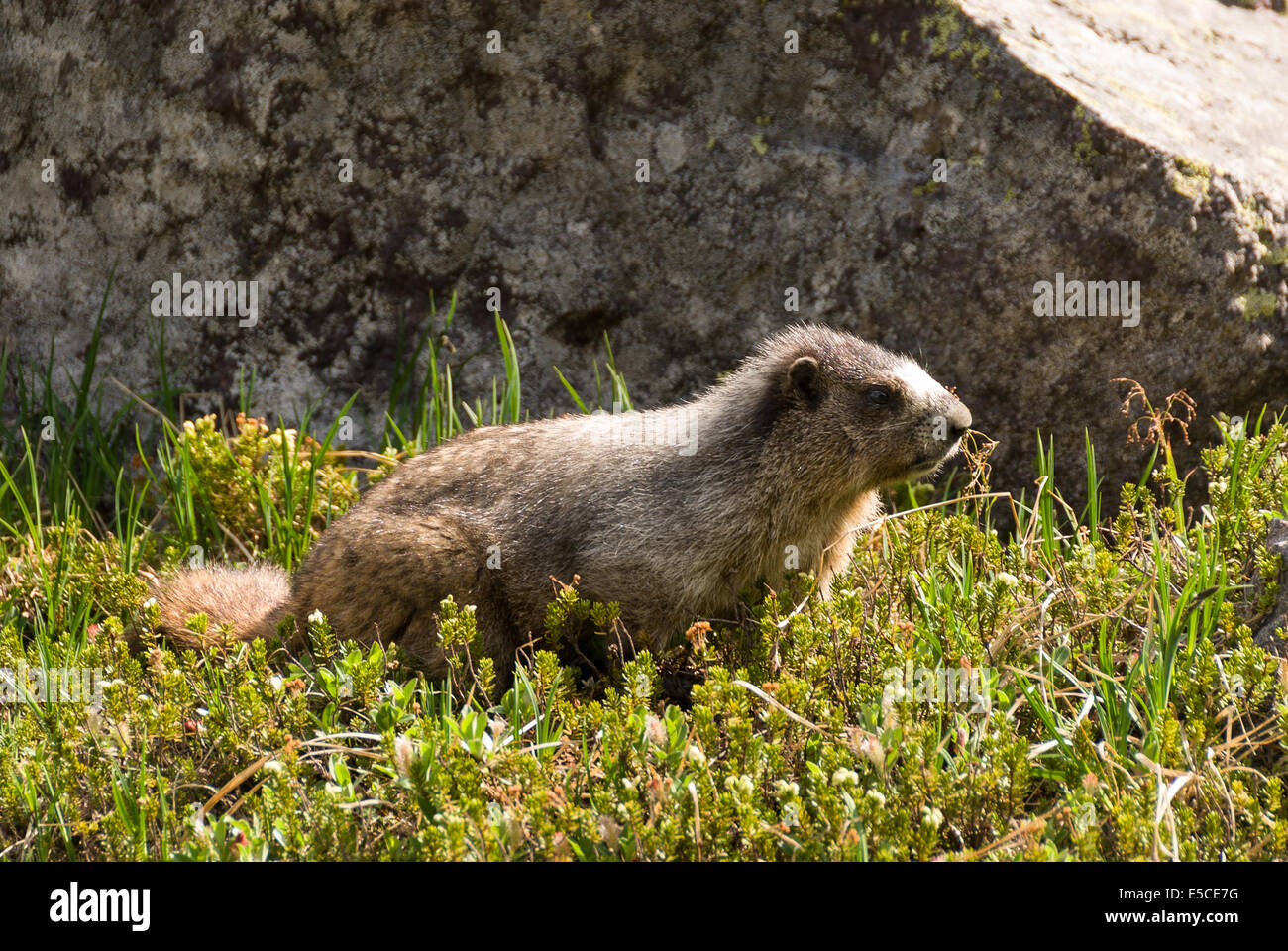 Elk203-2270 Kanada, British Columbia, Yoho National Park, Lake Oesa, Hoary Marmot Stockfoto