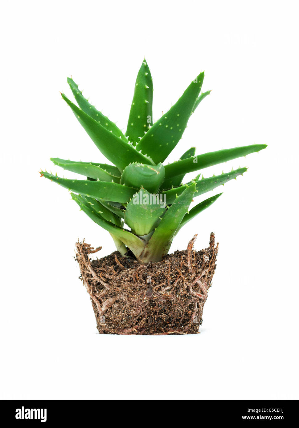 Aloe Vera isoliert auf weißem Hintergrund Stockfoto