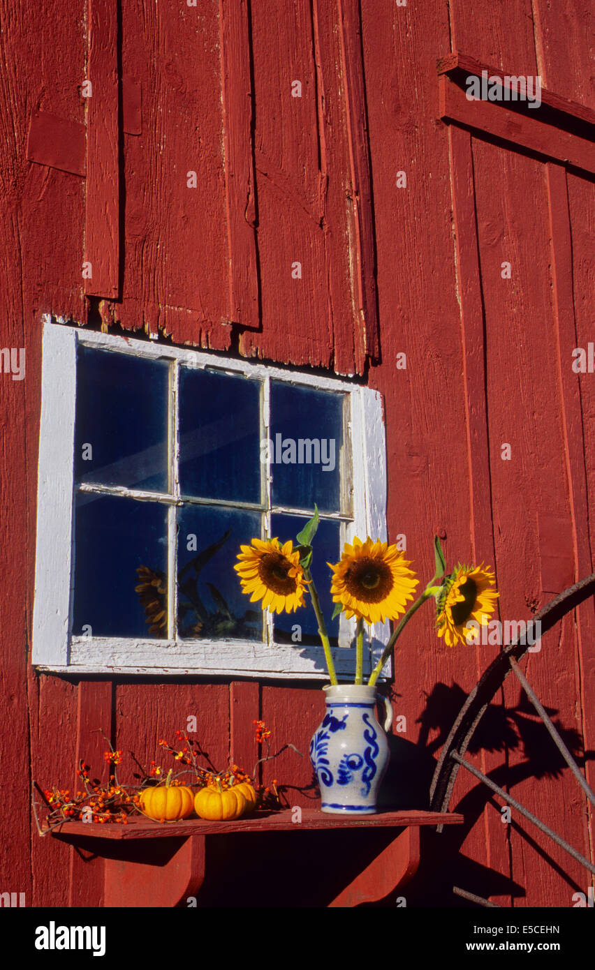 Bunte Herbst Sonnenblumen in Vase, vintage Scheune Fensterbank, Kürbisse, Knabenkinder, Squash, Monroe Twp., New Jersey Farm, USA, Blumen im Vasenregal Stockfoto