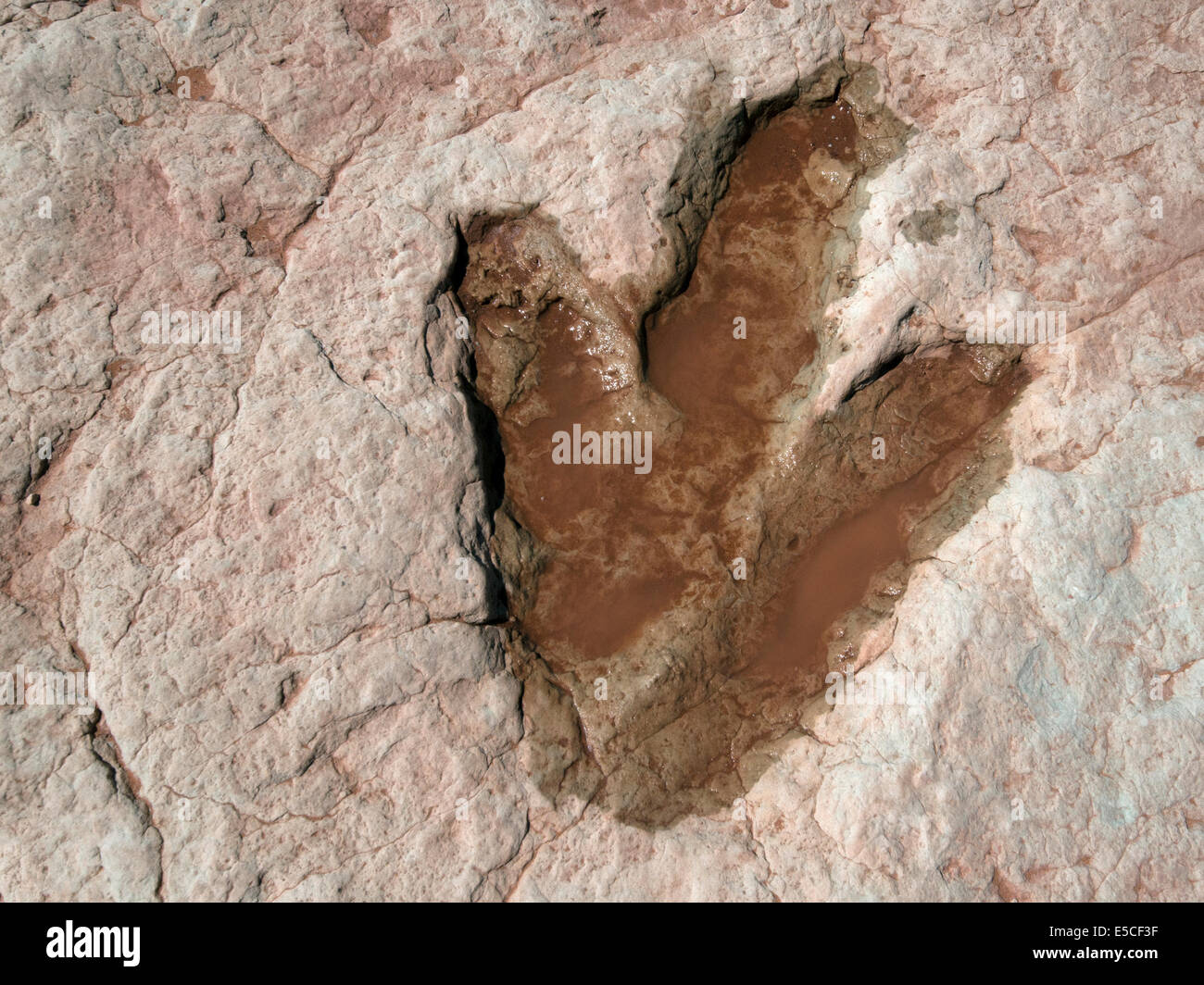 Dinosaurier-Fußabdruck, Moenkopi Dinosaurierspuren, Tuba, Arizona Stockfoto