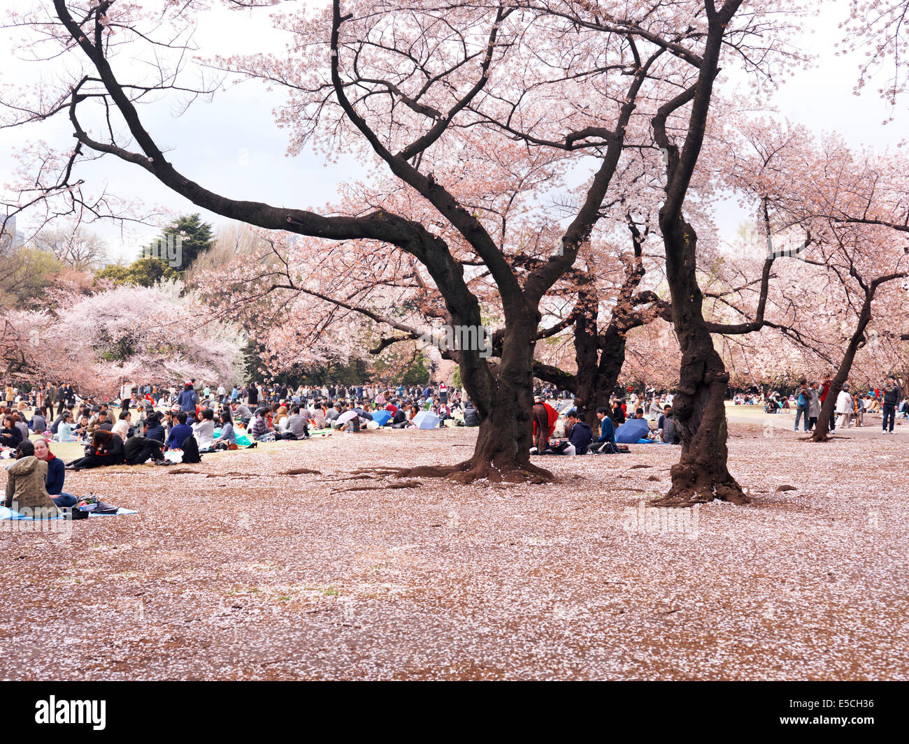 Menschen ruht in Gyōen Nationalgarten während der Kirschblüte. Shinjuku, Tokio, Japan. Stockfoto