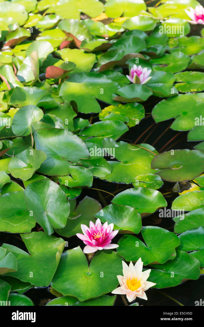 Blühende Seerosen in einem Teich Stockfoto