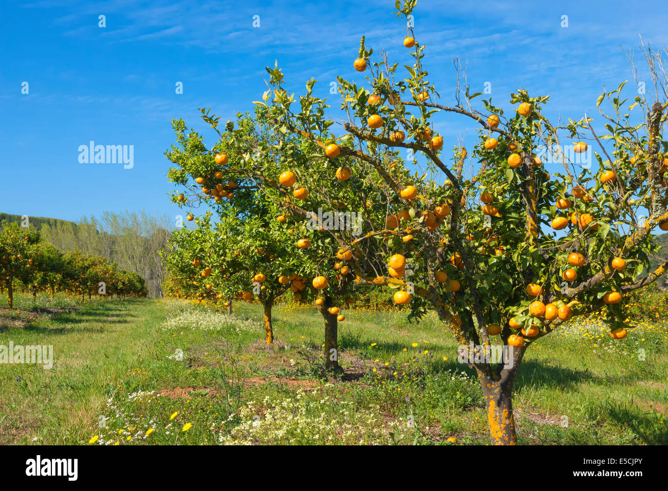 Orange Grove, Serra de Monchique, Algarve, Portugal, Europa Stockfoto