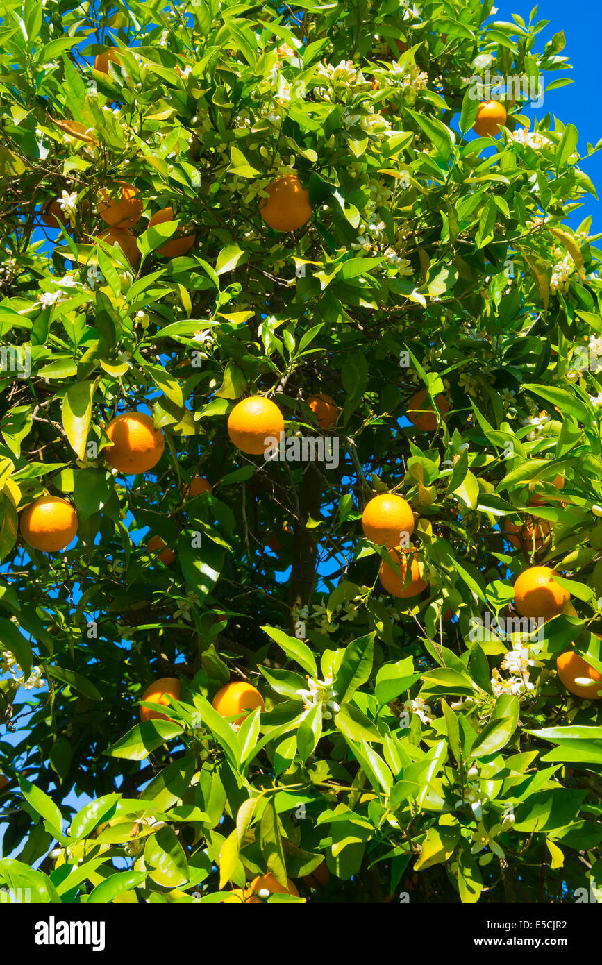 Orange Grove, Serra de Monchique, Algarve, Portugal, Europa Stockfoto