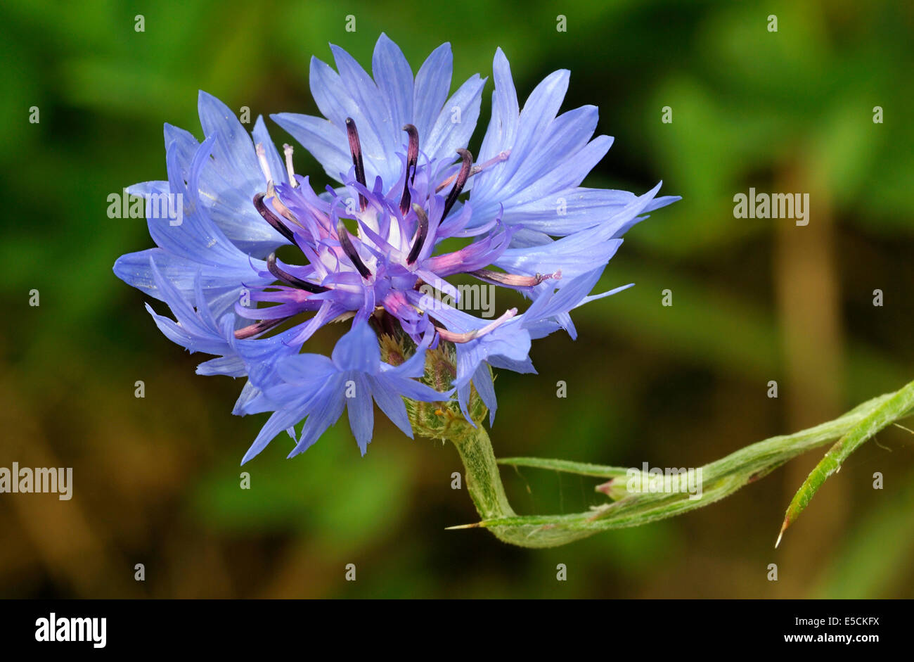 Kornblume - Centaurea Cyanus seltene Blume von Ackerflächen Stockfoto