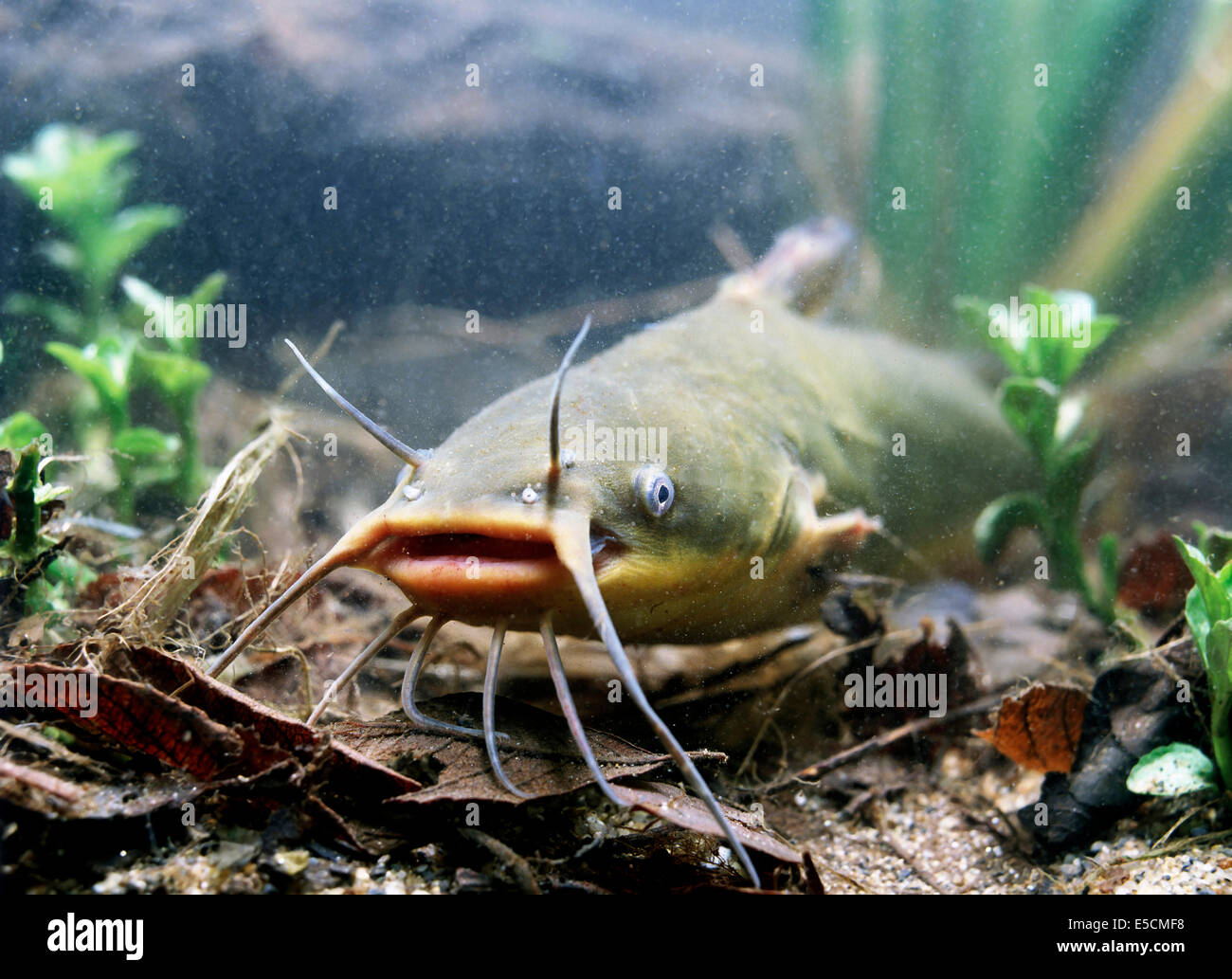 Ictalurus nebulosus Fotos und Bildmaterial in hoher Auflösung Alamy