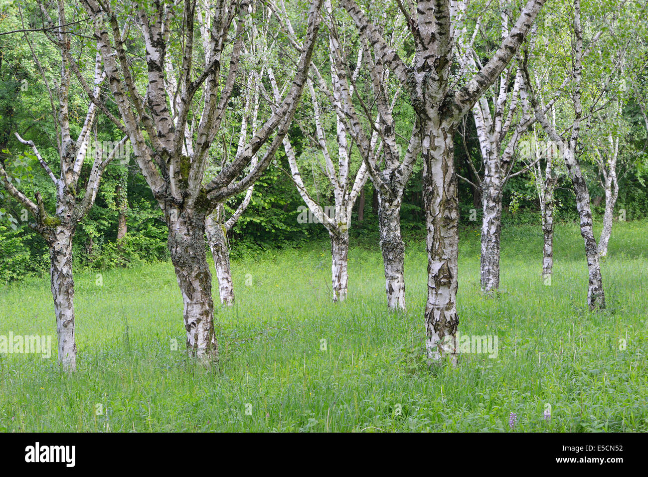 Birkenhain (Betula Pendel), Ihringen, Baden-Württemberg, Deutschland Stockfoto