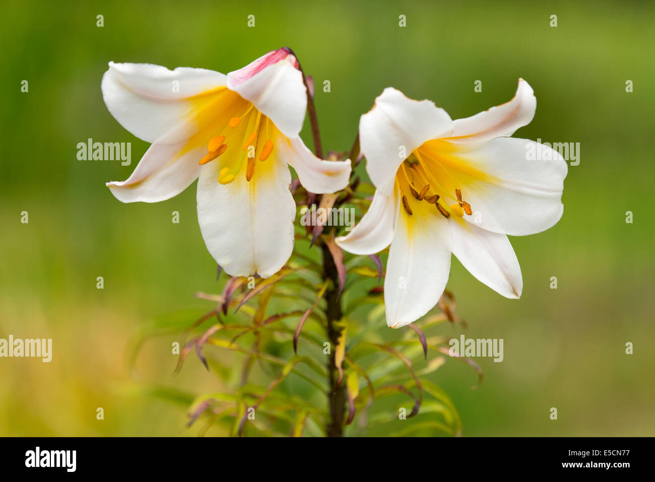 Königliche Lilie (Lilium Regale), blühend, Niedersachsen, Deutschland Stockfoto
