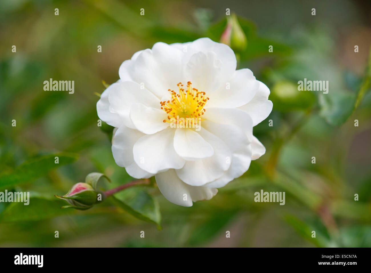 Rose (Rosa spp.), weiße Blüte, Niedersachsen, Deutschland Stockfoto