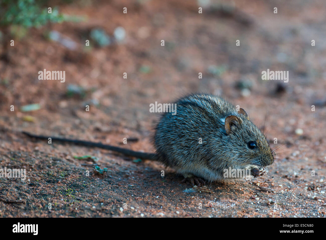Vier-gestreiften Rasen Maus (Rhabdomys Pumilio), kleine Karoo, Western Cape, Südafrika Stockfoto