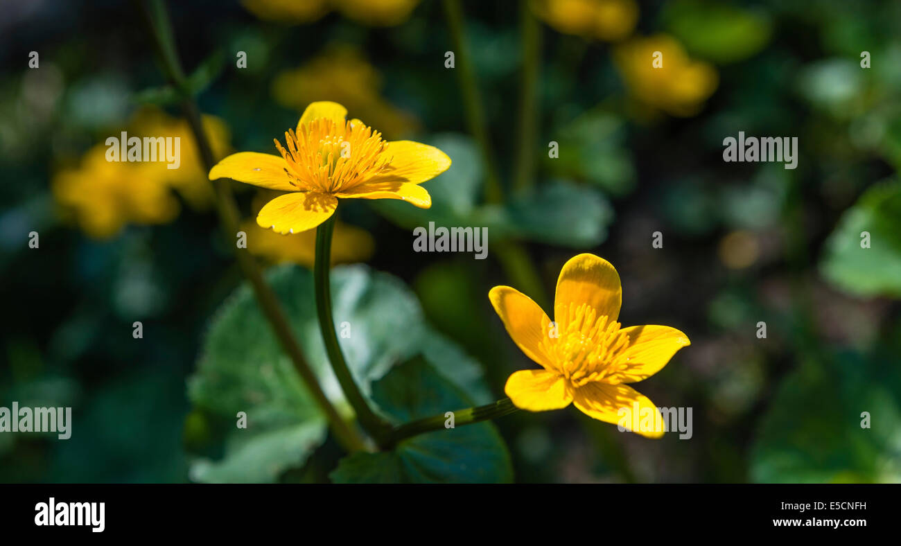 Marsh Marigold (Caltha Palustris), Tirol, Österreich Stockfoto