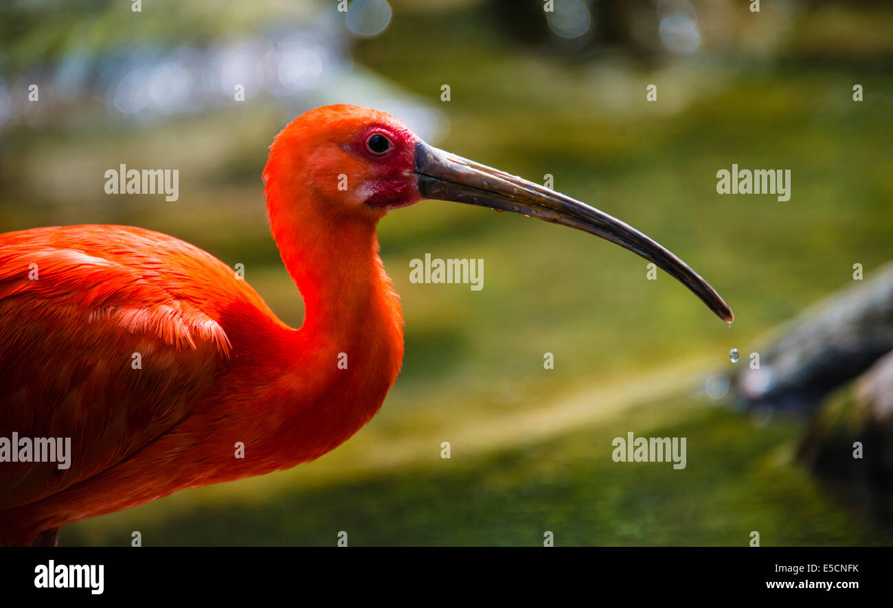 Scarlet Ibis (Eudocimus Ruber), Tier-portrait Stockfoto