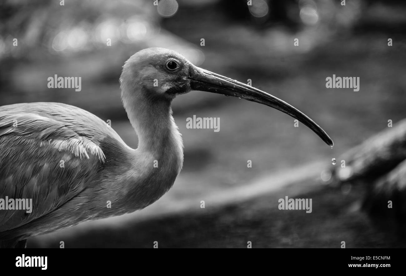 Scarlet Ibis (Eudocimus Ruber), Tier-Portrait, schwarz und weiß Stockfoto