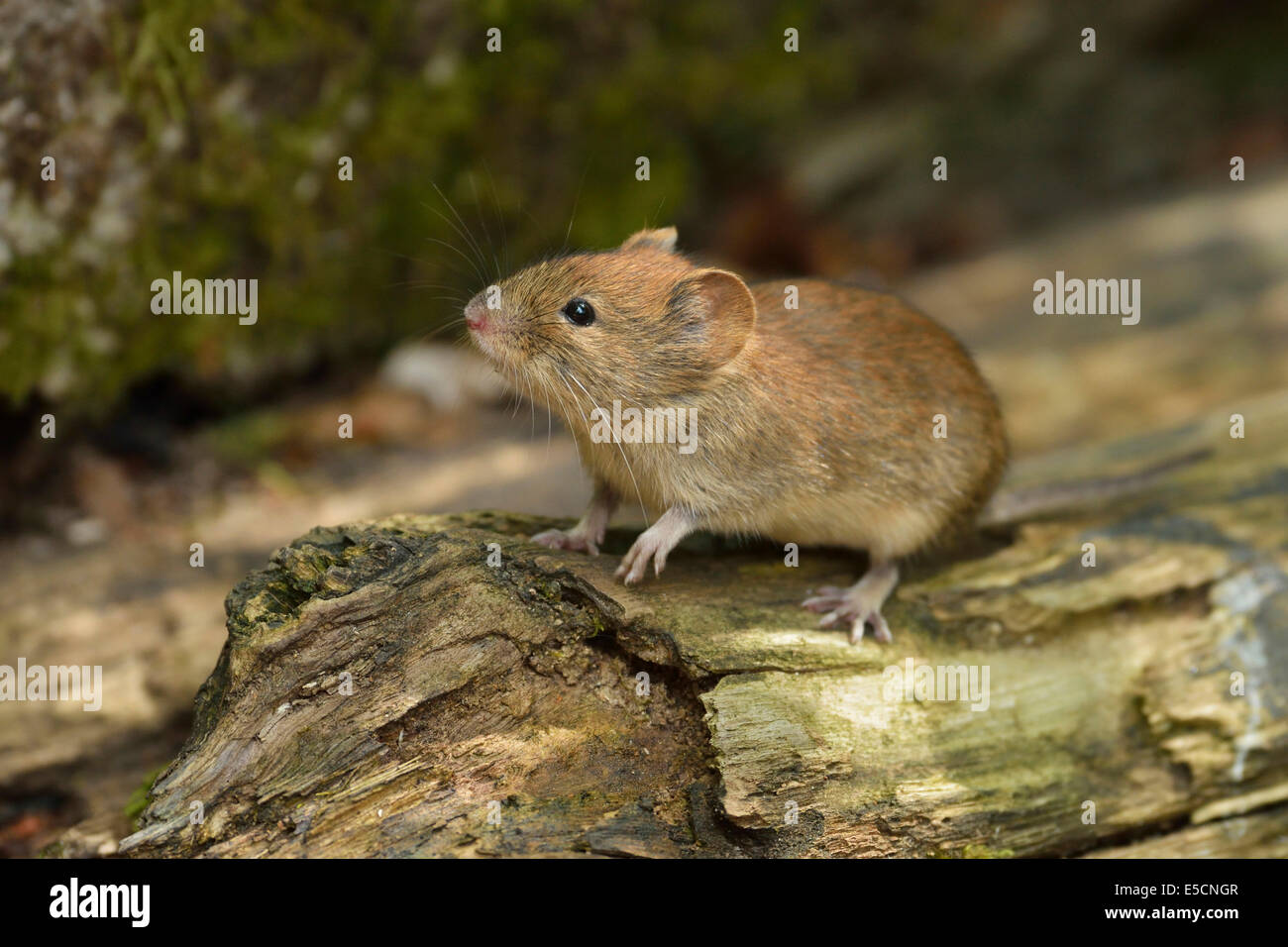 Rötelmaus (Myodes Glareolus), Kroatien Stockfoto