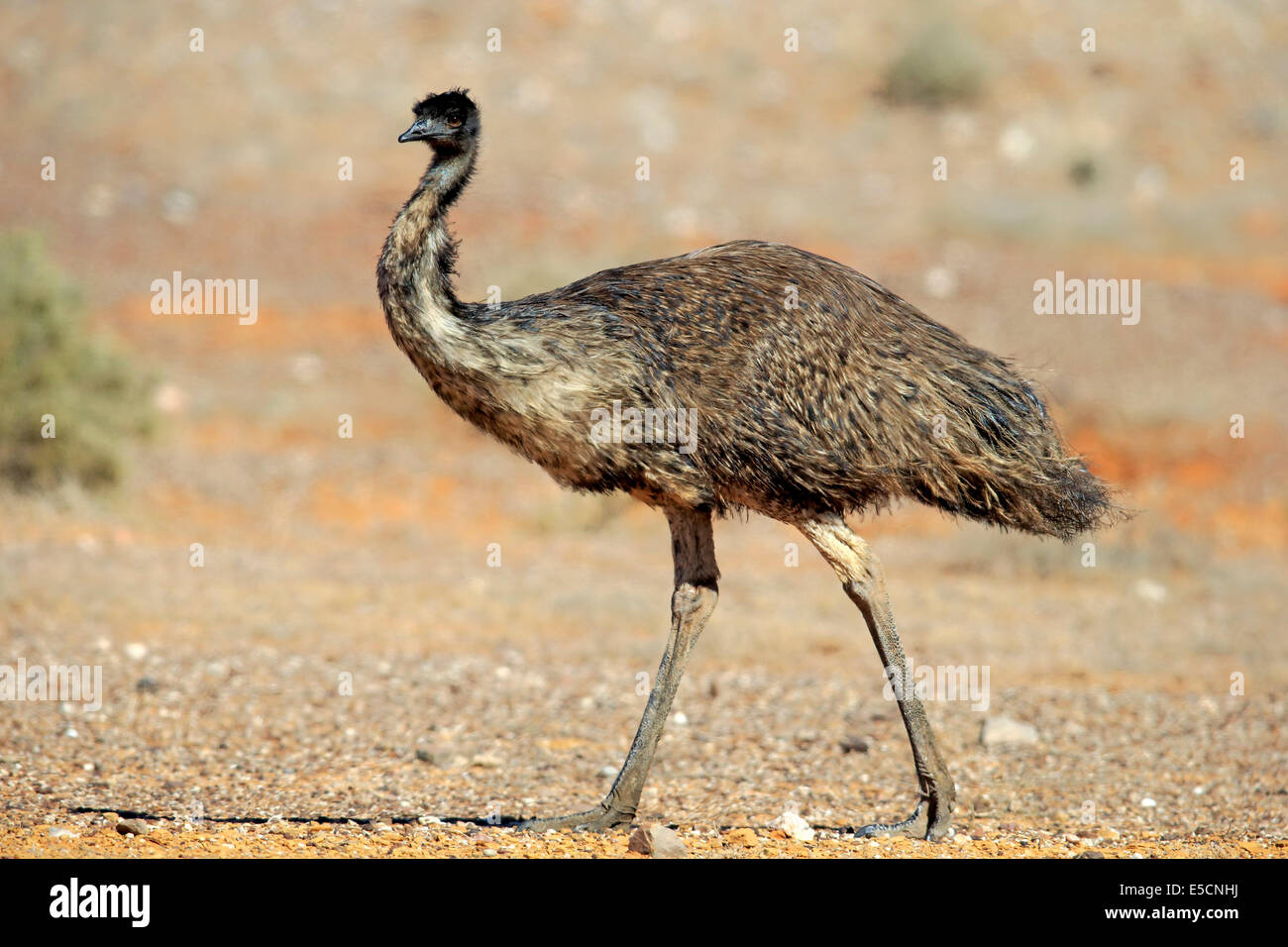 Emu (Dromaius Novaehollandiae), Erwachsene, Sturt Nationalpark, New South Wales, Australien Stockfoto