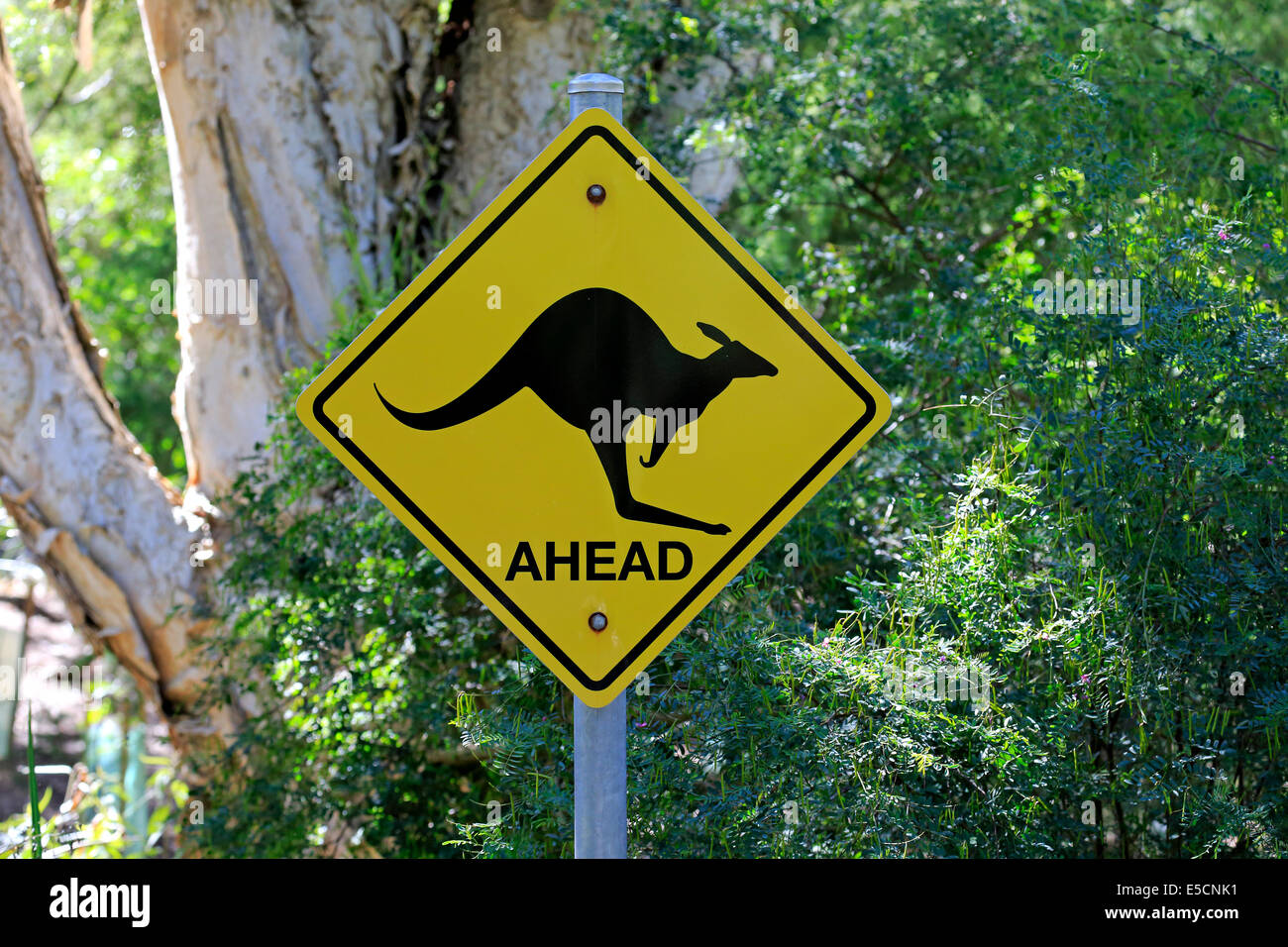Warnschild, Känguru, Wilsons Promontory National Park, Victoria, Australien Stockfoto
