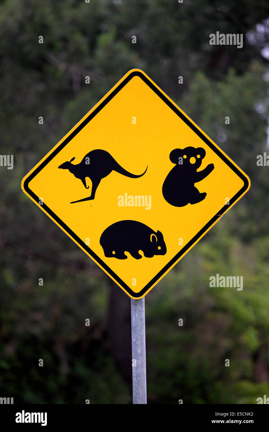 Kaenguru Roo Australien Poster Reisen Warnung Warn Strassen Schild  *142 