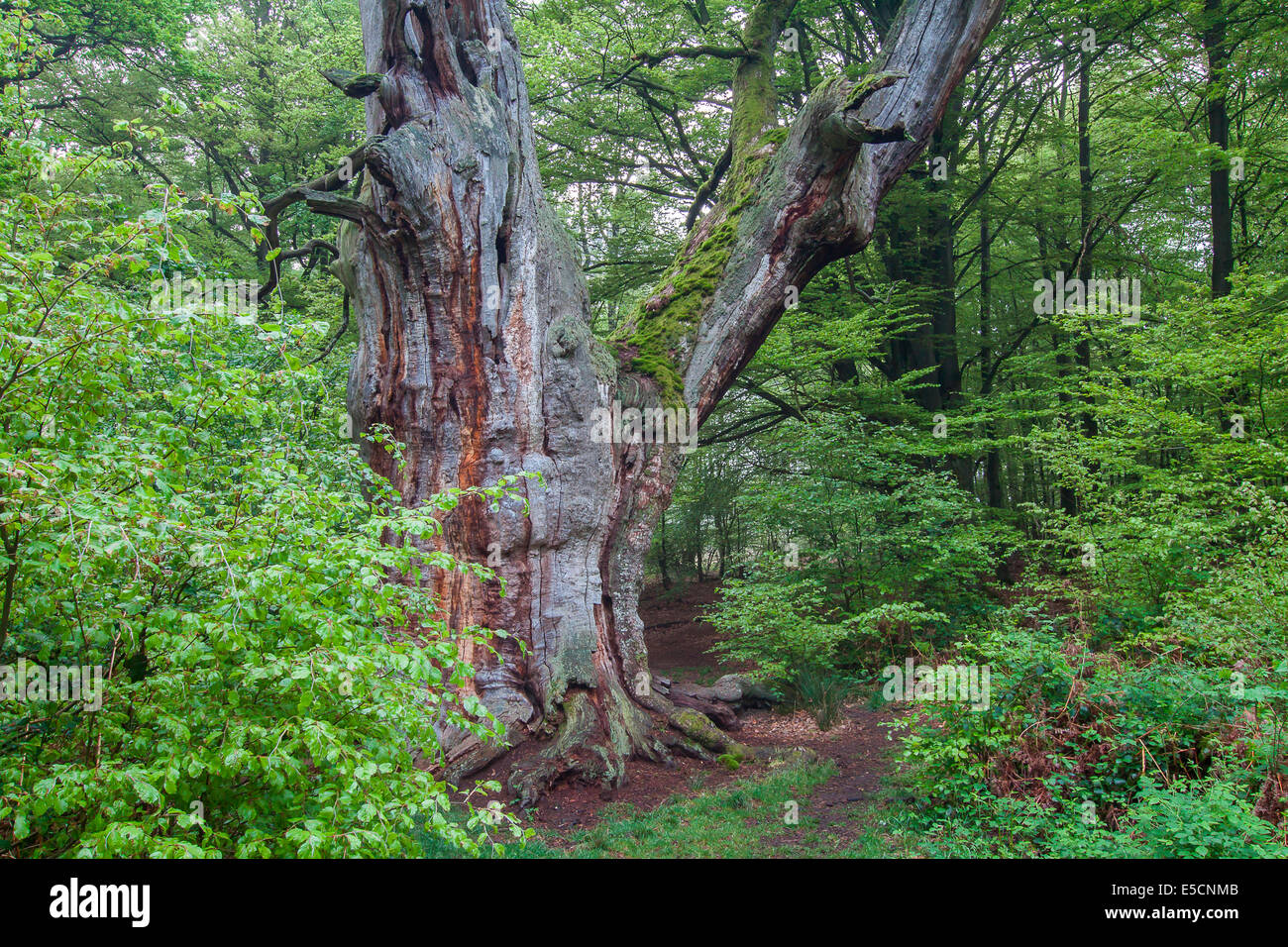 Urwaldrelikt Sababurg Urwald im Frühjahr, Nordhessen, Hessen, Deutschland Stockfoto