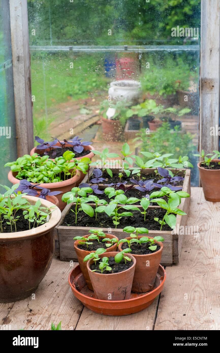 Topf gewachsen süß, lila und Thai-Basilikum im Gewächshaus mit Schüssel mit frischen Tomaten Stockfoto