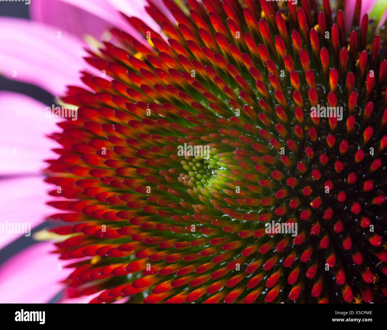 Blume Nahaufnahme Makroaufnahme Hintergrund abstrakt Stockfoto