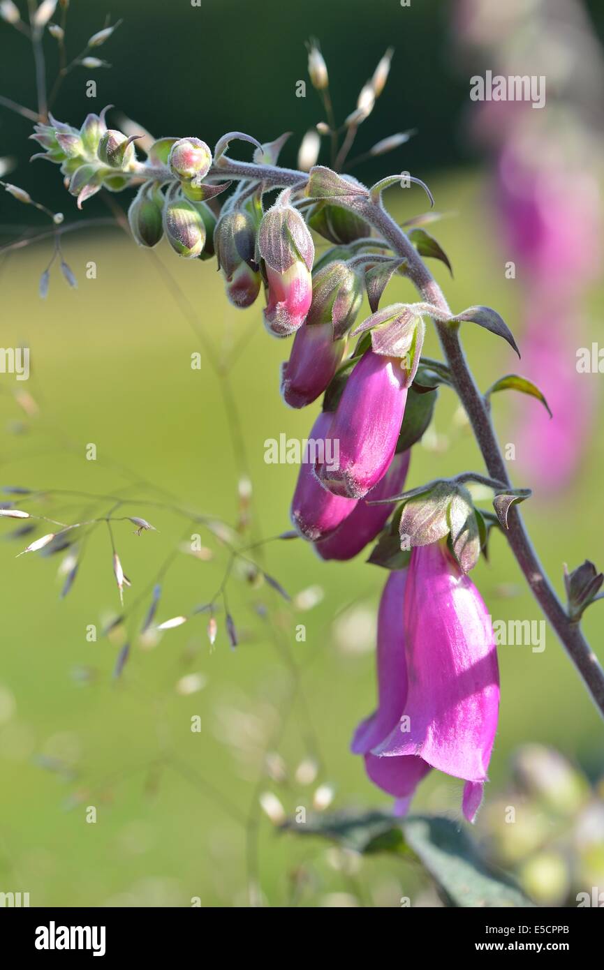 Lila Fingerhut - Damenhandschuh - gemeinsame Fingerhut (Digitalis Purpurea) Blüte im Sommer Stockfoto