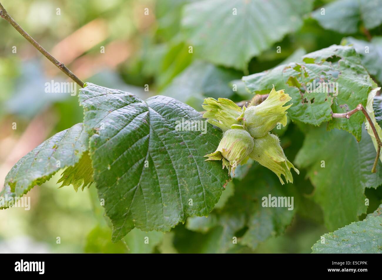 Gemeinsamen Hazel - Haselnuss (Coryllus Avellana) Muttern im Sommer Stockfoto