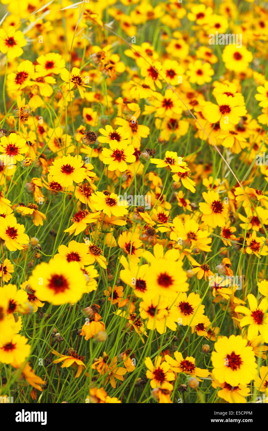 Coreopsis Wildblumen Decke ein Feld in Texas, USA. Stockfoto