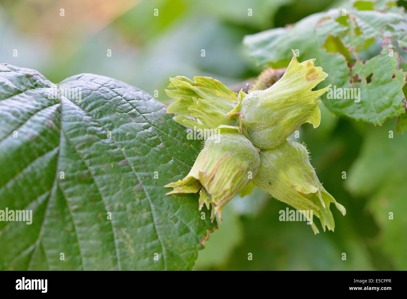 Gemeinsamen Hazel - Haselnuss (Coryllus Avellana) Muttern im Sommer Stockfoto