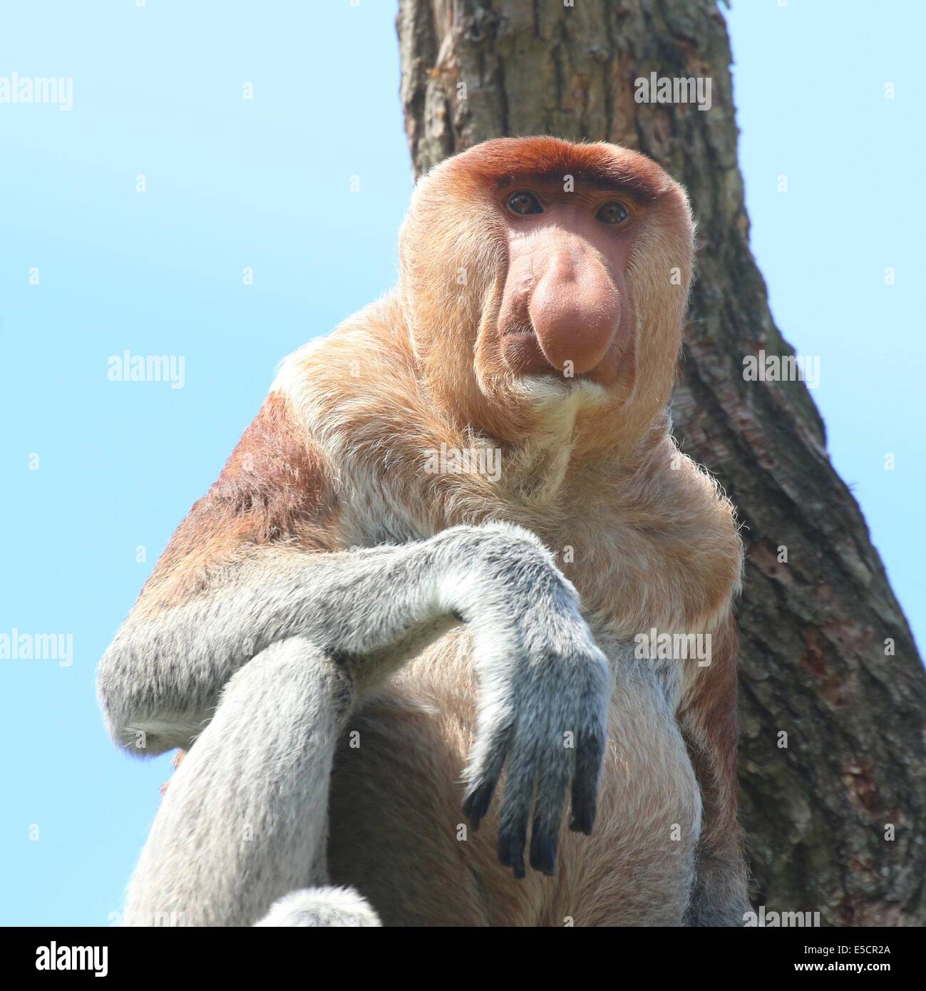 Reifen Sie männlichen Rüssel oder lange Nase Affe (Nasalis Larvatus), close-up von Oberkörper und Kopf. Native auf der Insel Borneo Stockfoto