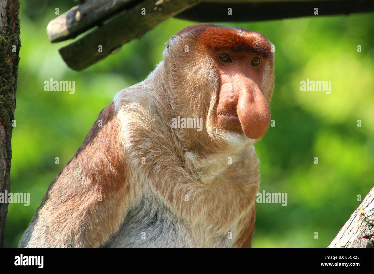 Matyure männlichen Rüssel oder lange Nase Affe (Nasalis Larvatus), close-up von Oberkörper und Kopf Stockfoto