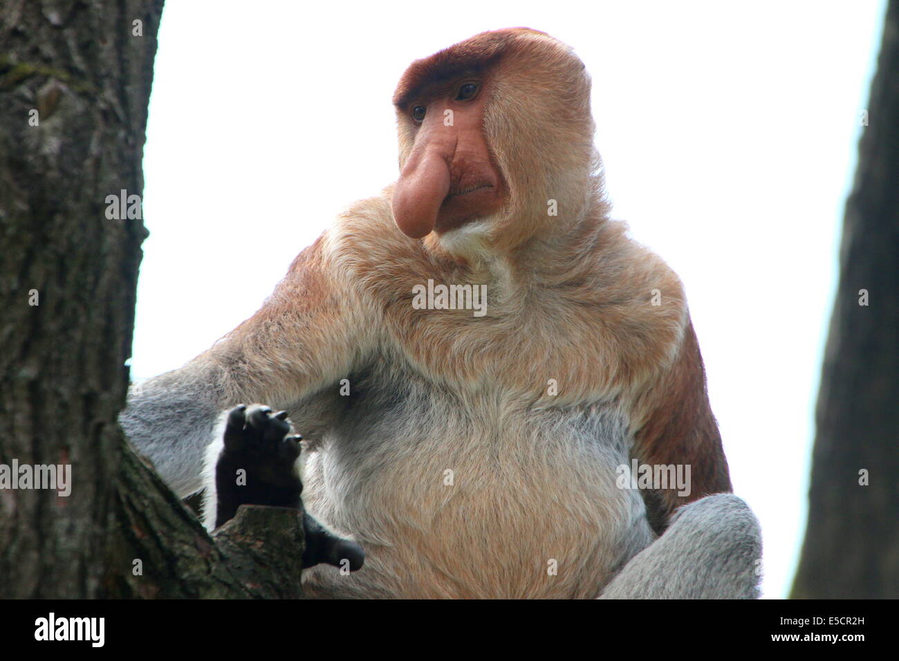 Männlichen Rüssel oder Langnasen-Affe (Nasalis Larvatus), close-up von Oberkörper und Kopf, sitzt in einem Baum Stockfoto