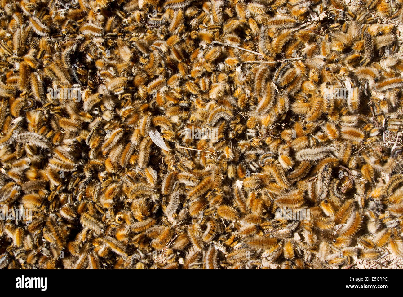 Raupen, römische Stätte von Makhtar, Tunesien Stockfoto