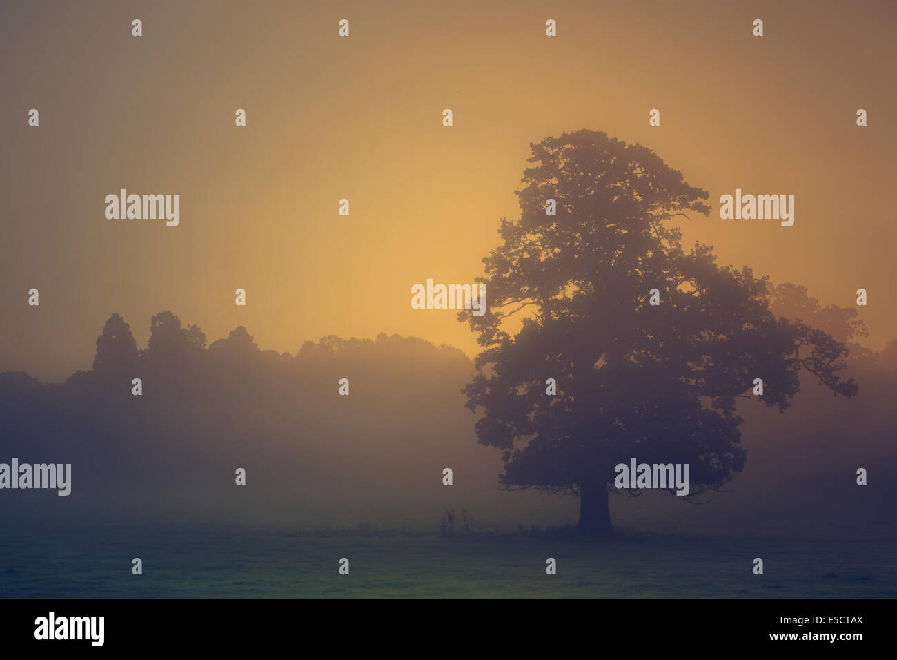 Aufgehenden Sonne - die Sonne steigt auf einen neuen Tag in einer nebligen Landschaft, einem Baumbestand Silhouette gegen den schwachen Sonnenlicht. Stockfoto