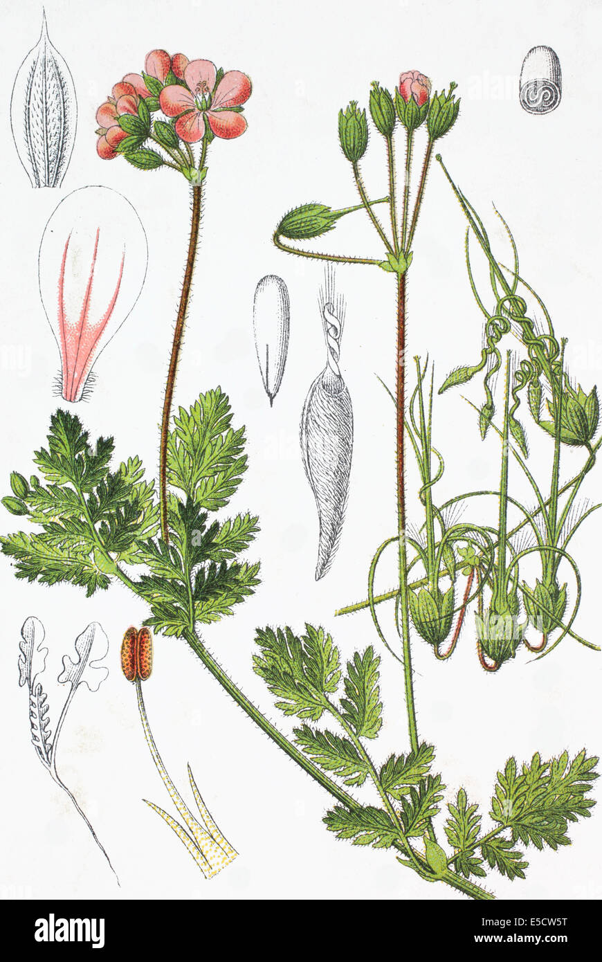 Erodium Cicutarium, Redstem Filaree, gemeinsame Stork es-Rechnung oder pinweed Stockfoto