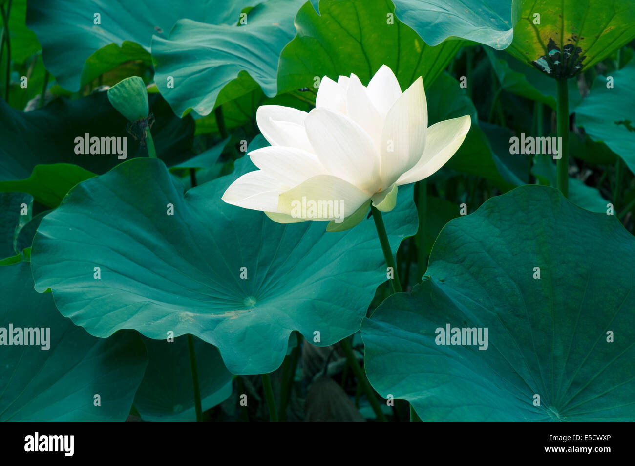 wunderschönen weißen Lotus in japanischen Teich unter den großen grünen Blätter Stockfoto