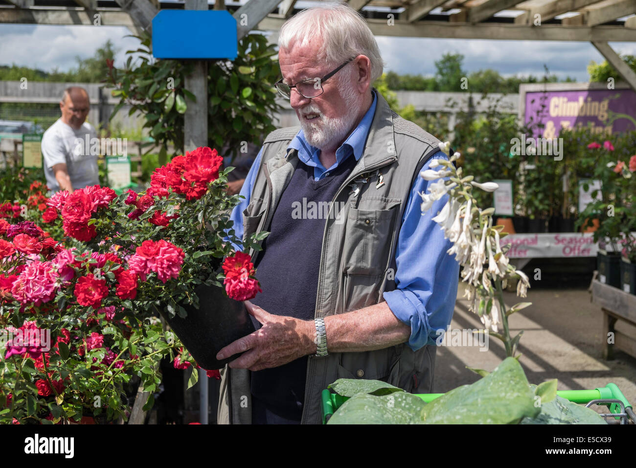 Älterer Mann Auswahl vergossen Rose im Gartencenter auf Sommer Tag UK Stockfoto