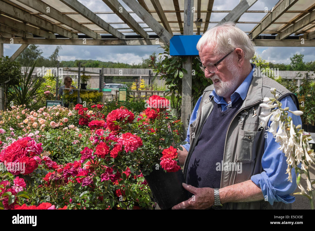 Älterer Mann Auswahl vergossen Rose im Gartencenter auf Sommer Tag UK Stockfoto