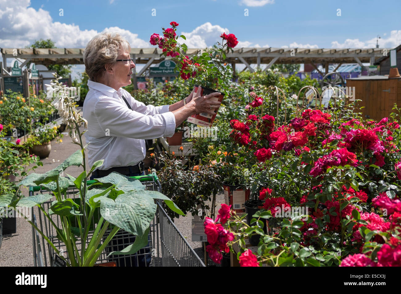 Ältere Frau OAP betrachtet man Rosen und Pflanzen in lokalen Gartencenter auf Sommer Tag UK Stockfoto