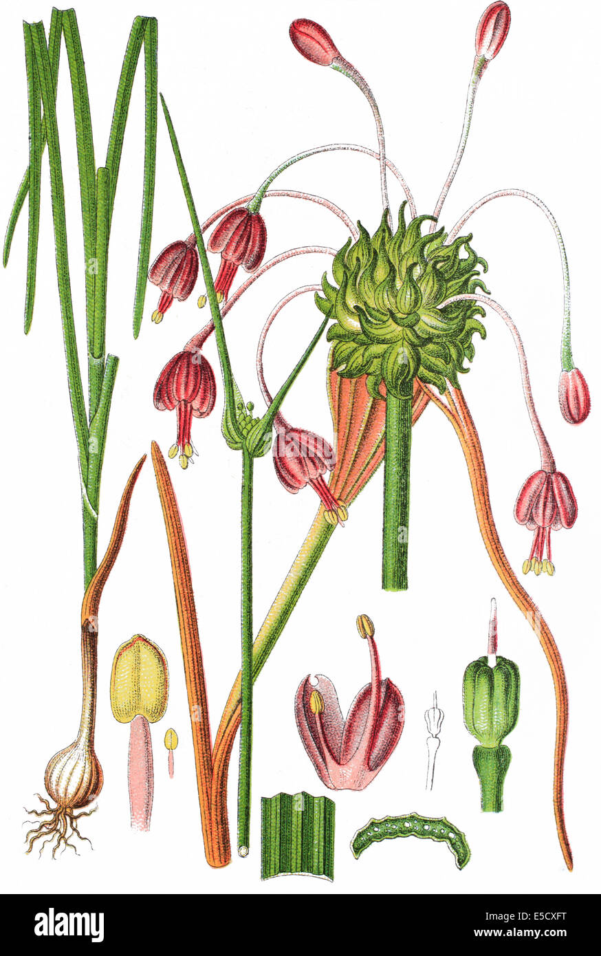 gekielte Knoblauch oder Hexe Knoblauch, Allium carinatum Stockfoto