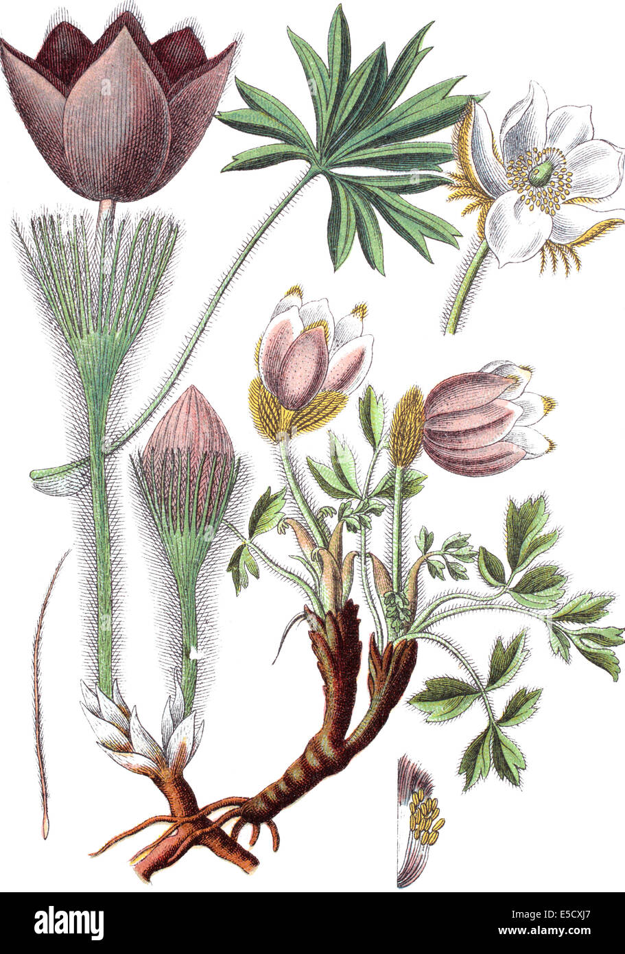 Links: Frühlings Küchenschelle, arktisches Veilchen, Dame des Schnees, Pulsatilla, Anemone Vernalis / rechts: östliche Küchenschelle, Prair Stockfoto