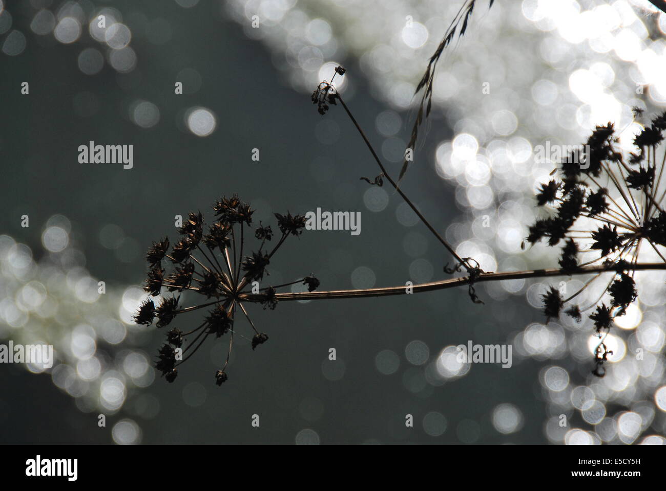 Kuh-Petersilie. getrocknete Blumen. Silhouette. Gefleckte Hintergrund. weiße Kreise Stockfoto