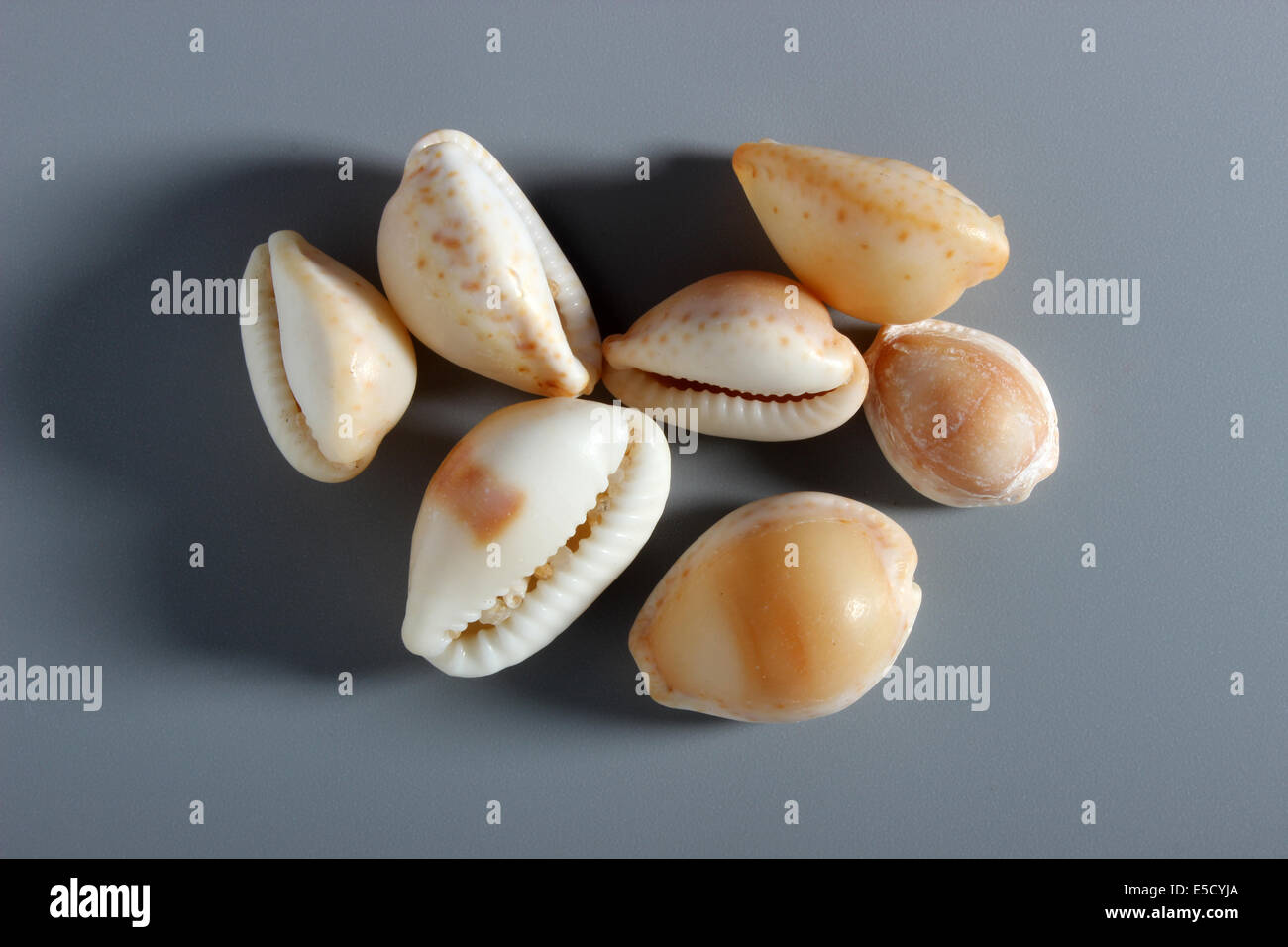 Indische Kauri Muschel Stockfoto
