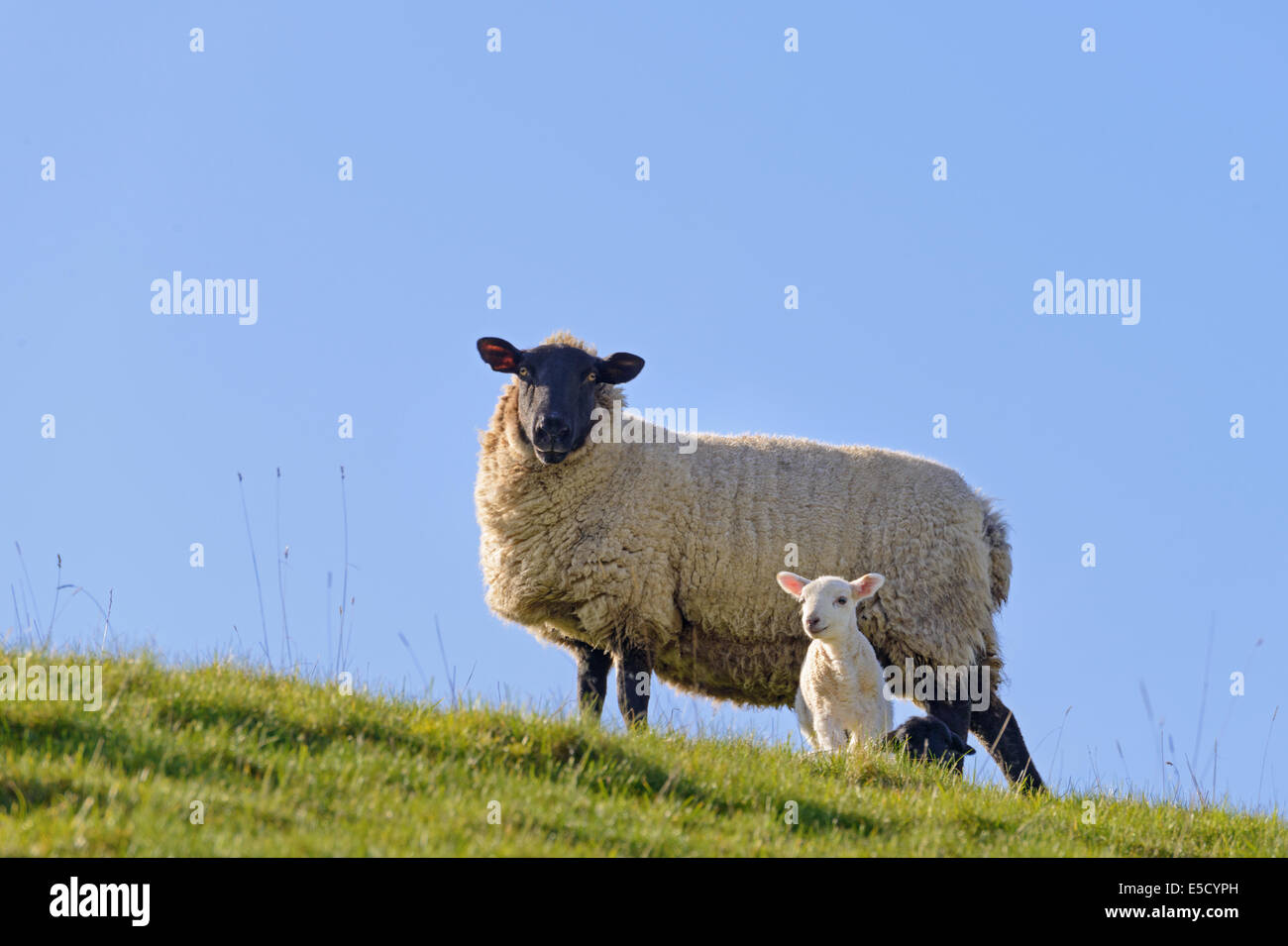 Schafe auf einem Hügel mit einem neuen Frühlingslamm Stockfoto
