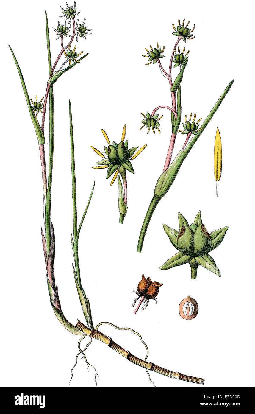 Rannoch-Rush, Pod Rasen oder Scheuchzeria, Scheuchzeria palustris Stockfoto